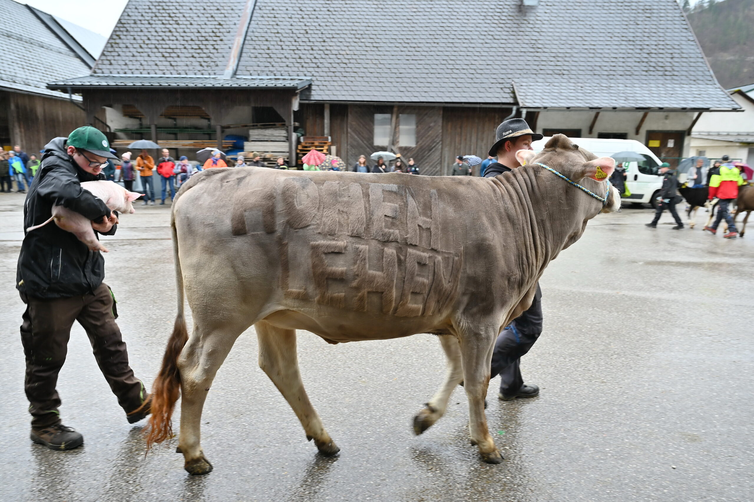 Tierschau Kuh1 Copyright Mück