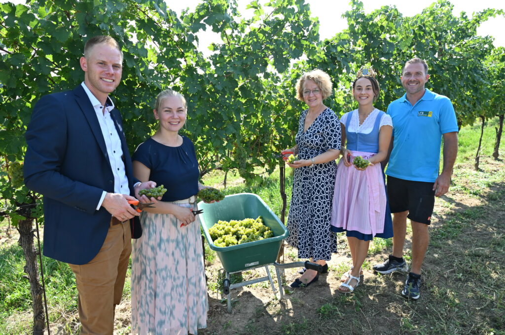 Weinlese an den NÖ Landesweingütern fast abgeschlossen